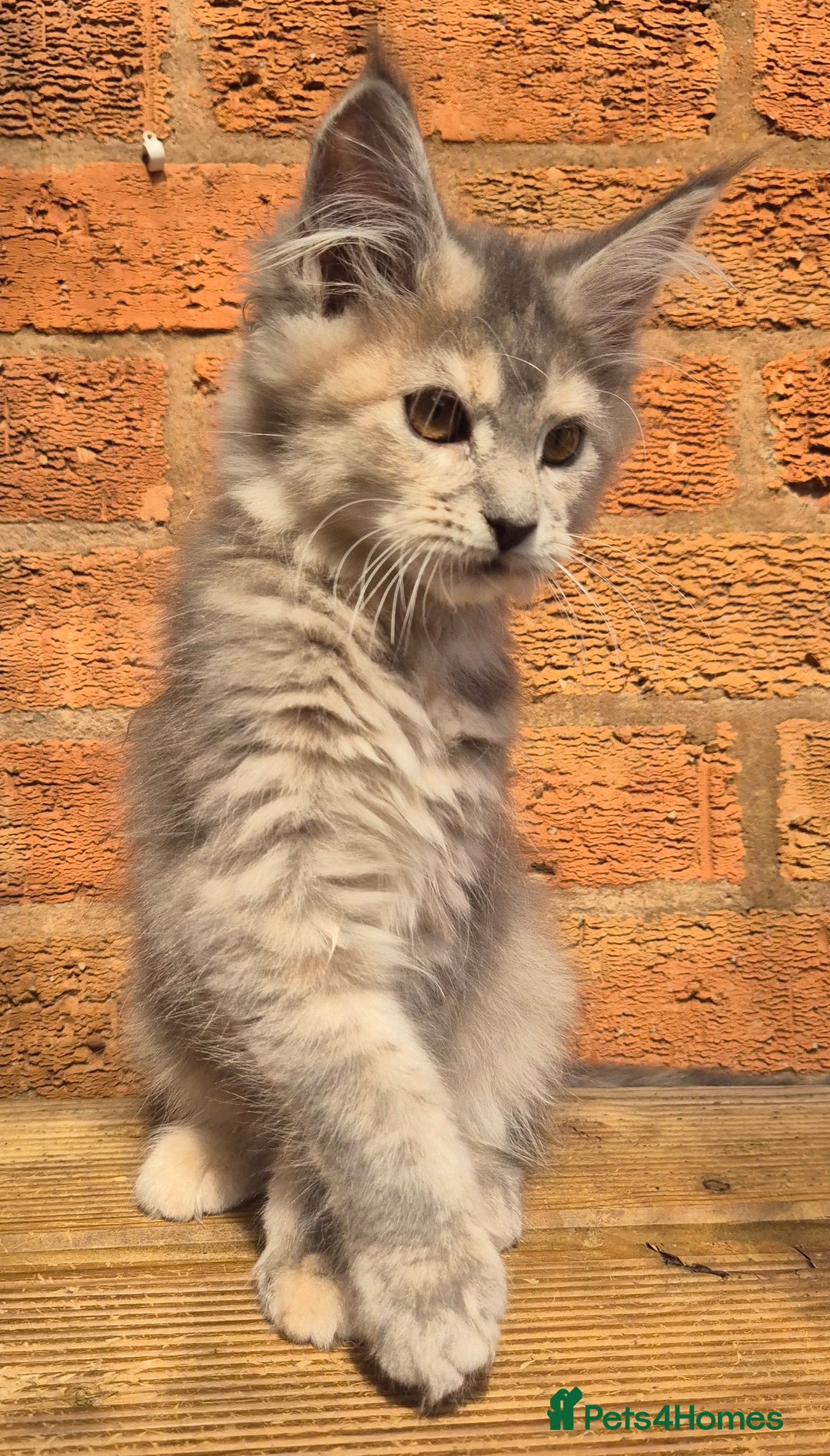 Maine Coon cats for sale: Beautiful Maine Coon kittens - Image 26