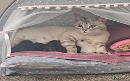 Bengal cats for sale: 5 month old bengal  - Image 5