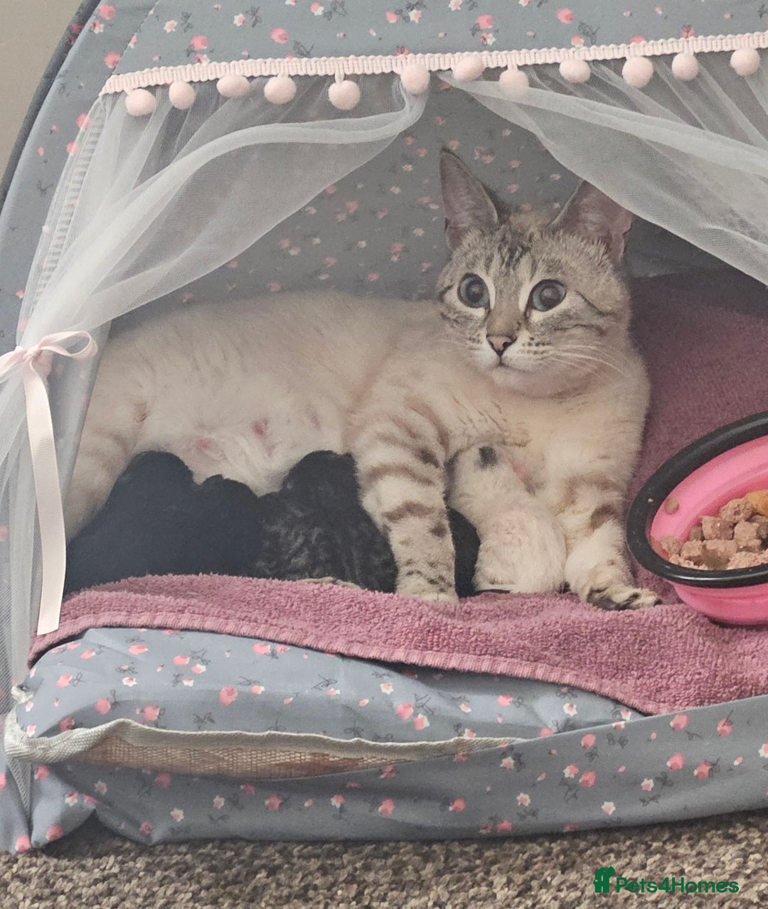 Bengal cats for sale: 5 month old bengal  - Image 5
