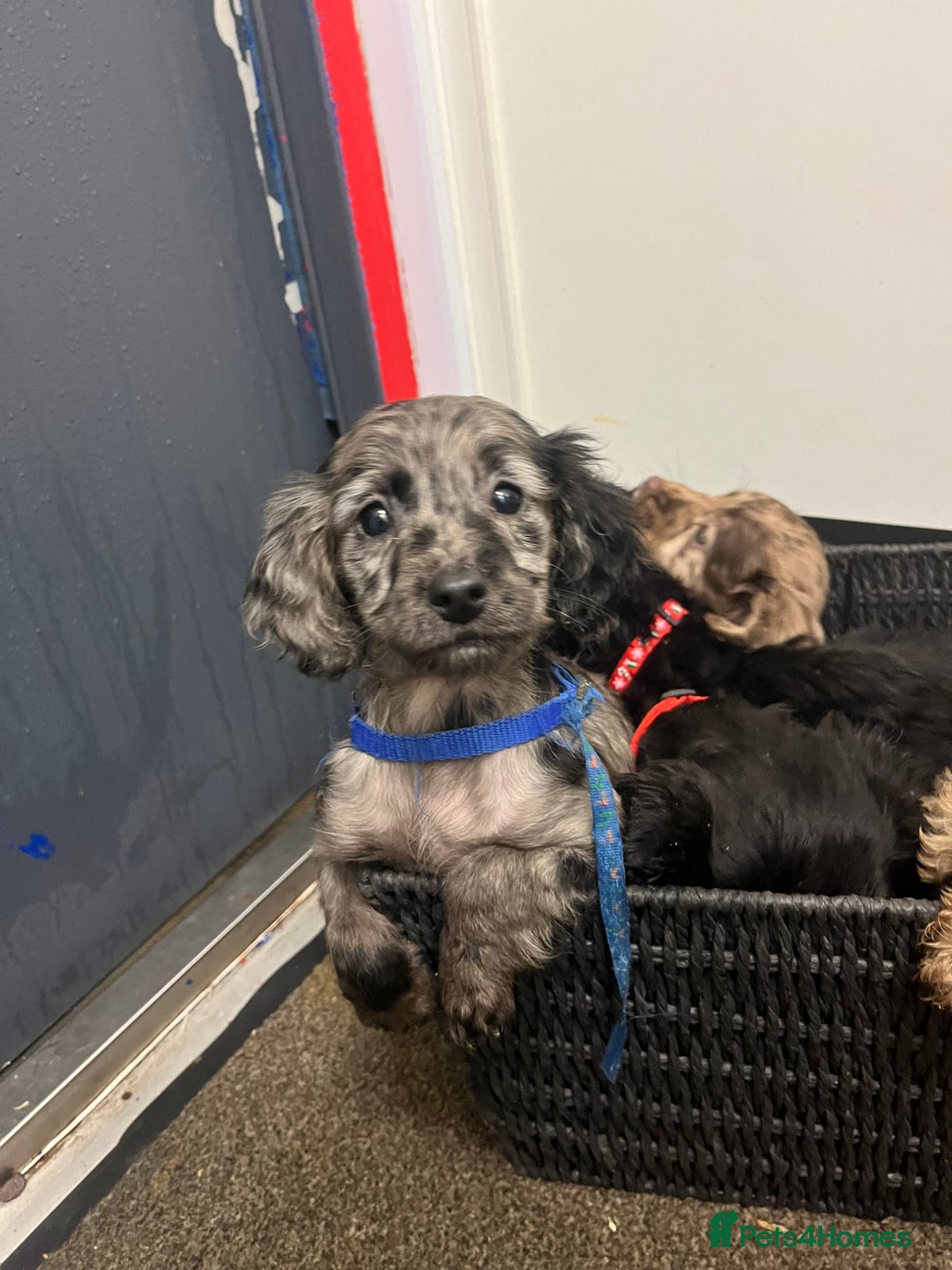 Sproodle dogs for sale: 7 beautiful sproodle puppies  - Advert 2