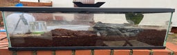 Frog reptiles for sale: Chubby frog - Banded Bullfrog - 1 year old female - Advert 4