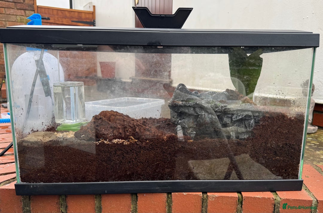 Frog reptiles for sale: Chubby frog - Banded Bullfrog - 1 year old female - Advert 4