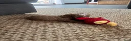 Cockapoo dogs for sale: Beautiful playful F1b cockapoos  - Advert 16