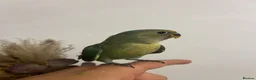 Lovebirds birds for sale: Cute little lovebirds babies  - Advert 1