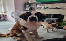 Saint Bernard dogs for sale: Beautiful 10 month old male saint bernard - Image 7