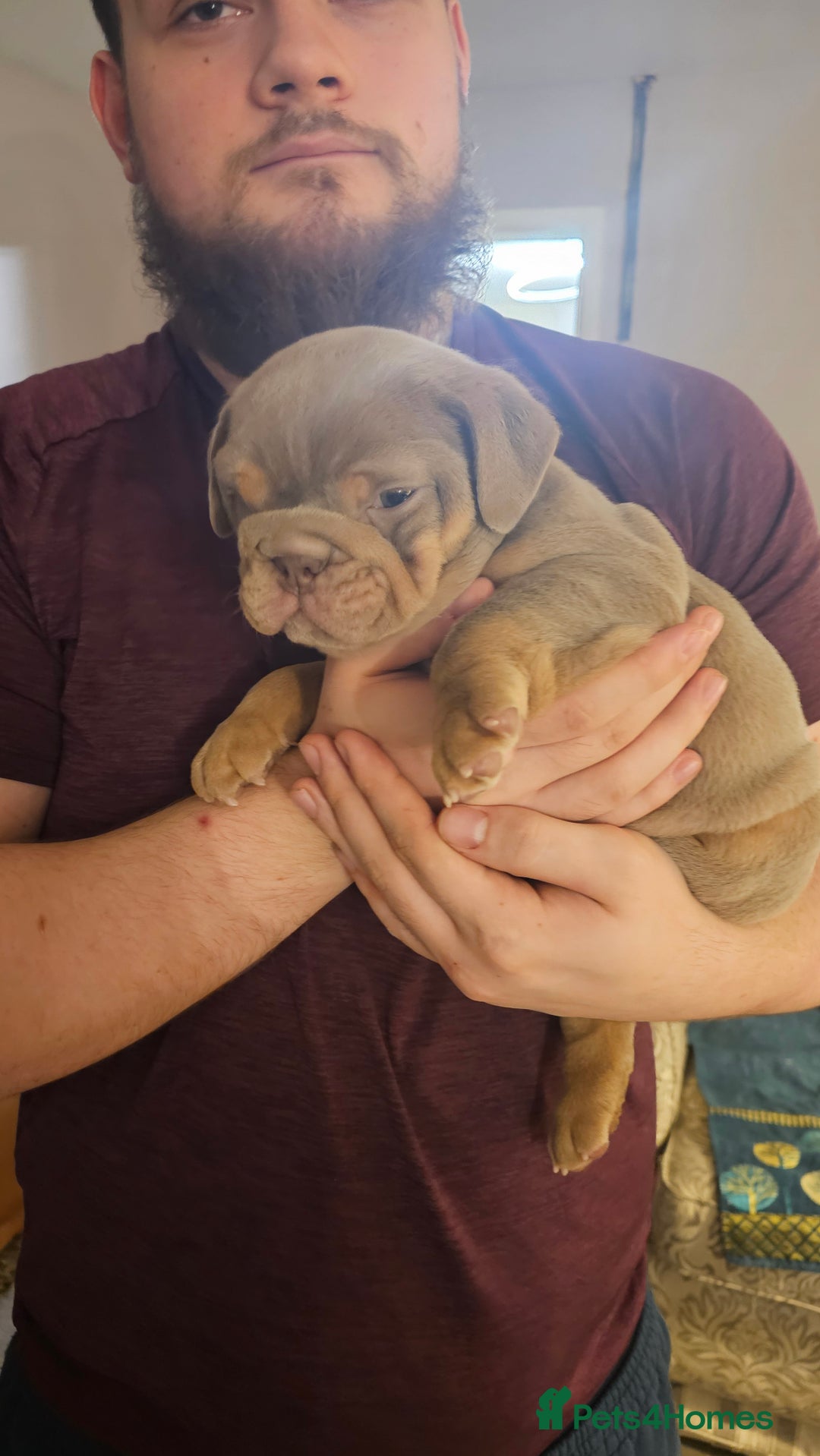 English Bulldog dogs for sale:  English Bulldogs - Advert 4