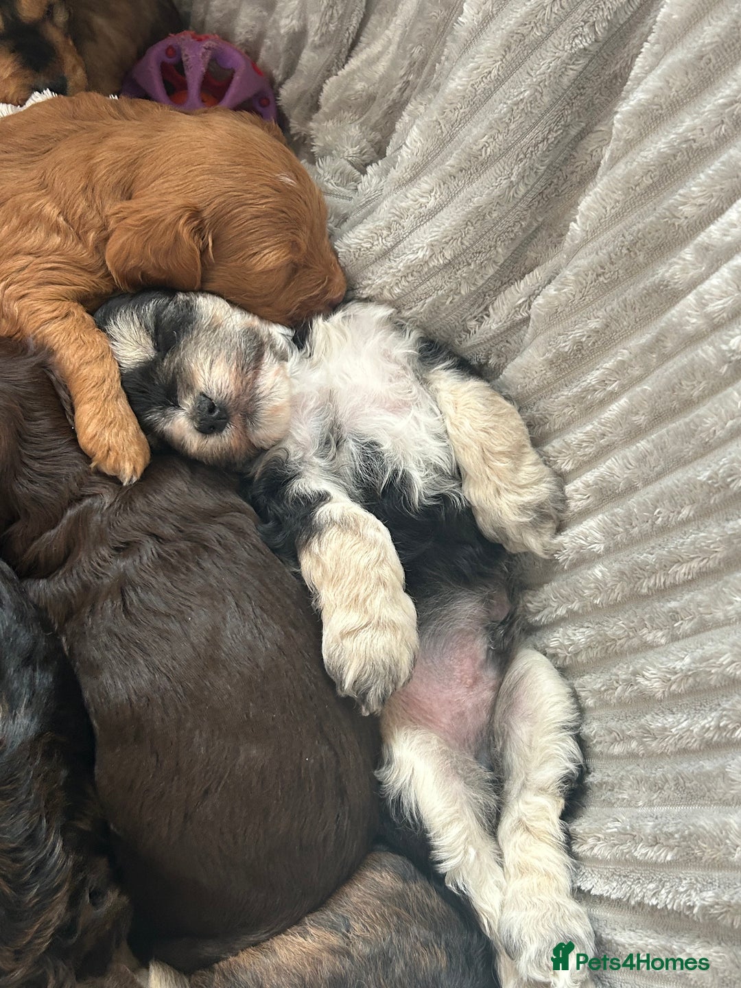 Cockapoo dogs for sale: Cockapoo Puppies - Image 6