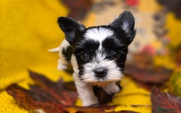 Biewer Terrier dogs for sale: Pure breed Biewer Terrier puppies 4 Generation  - Advert 12