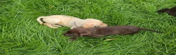 Labrador Retriever dogs for sale: 3 fantastic Pedigrre Lab pups for sale - Advert 3