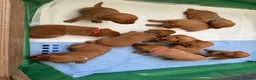 Labrador Retriever dogs for sale: Pedigree Red Labrador Puppies  - Advert 7