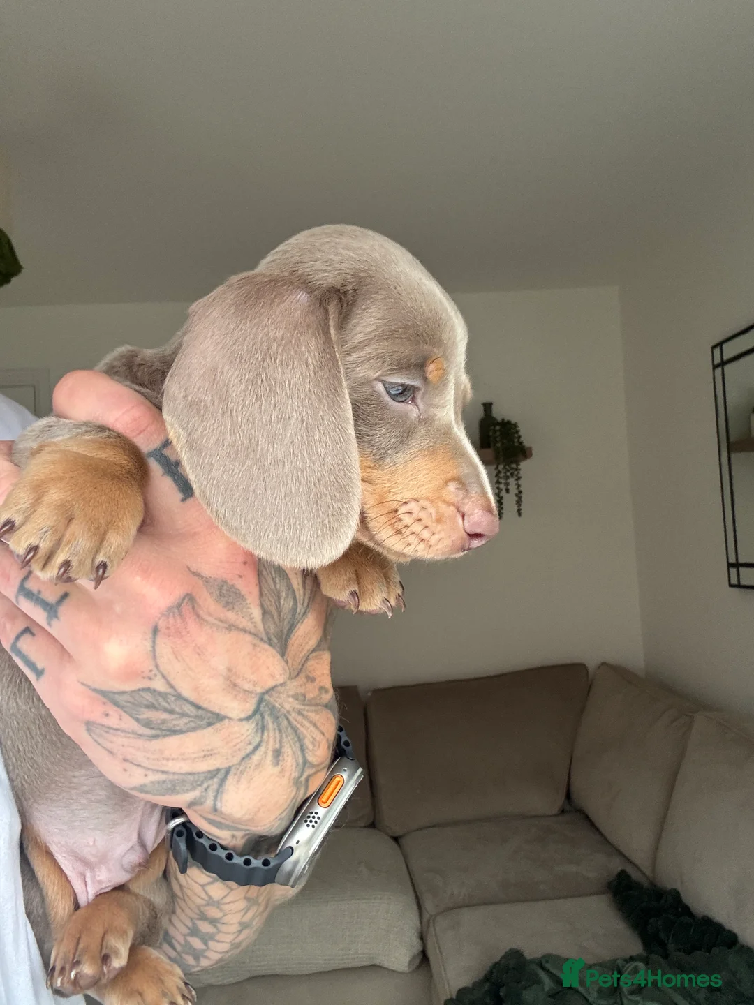 Miniature Dachshund dogs for sale: Beautiful Isabella and Tan Miniature Dachshunds  - Advert 14