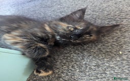 Maine Coon cats for sale: 1 remaining healthy full breed Maine coon kitten - Image 16