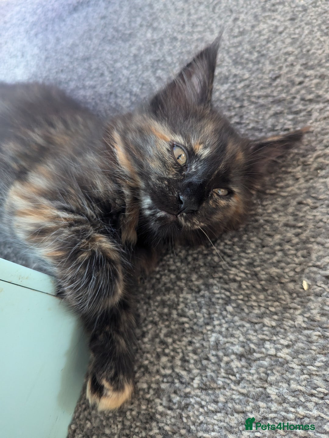 Maine Coon cats for sale: 1 remaining healthy full breed Maine coon kitten - Image 16