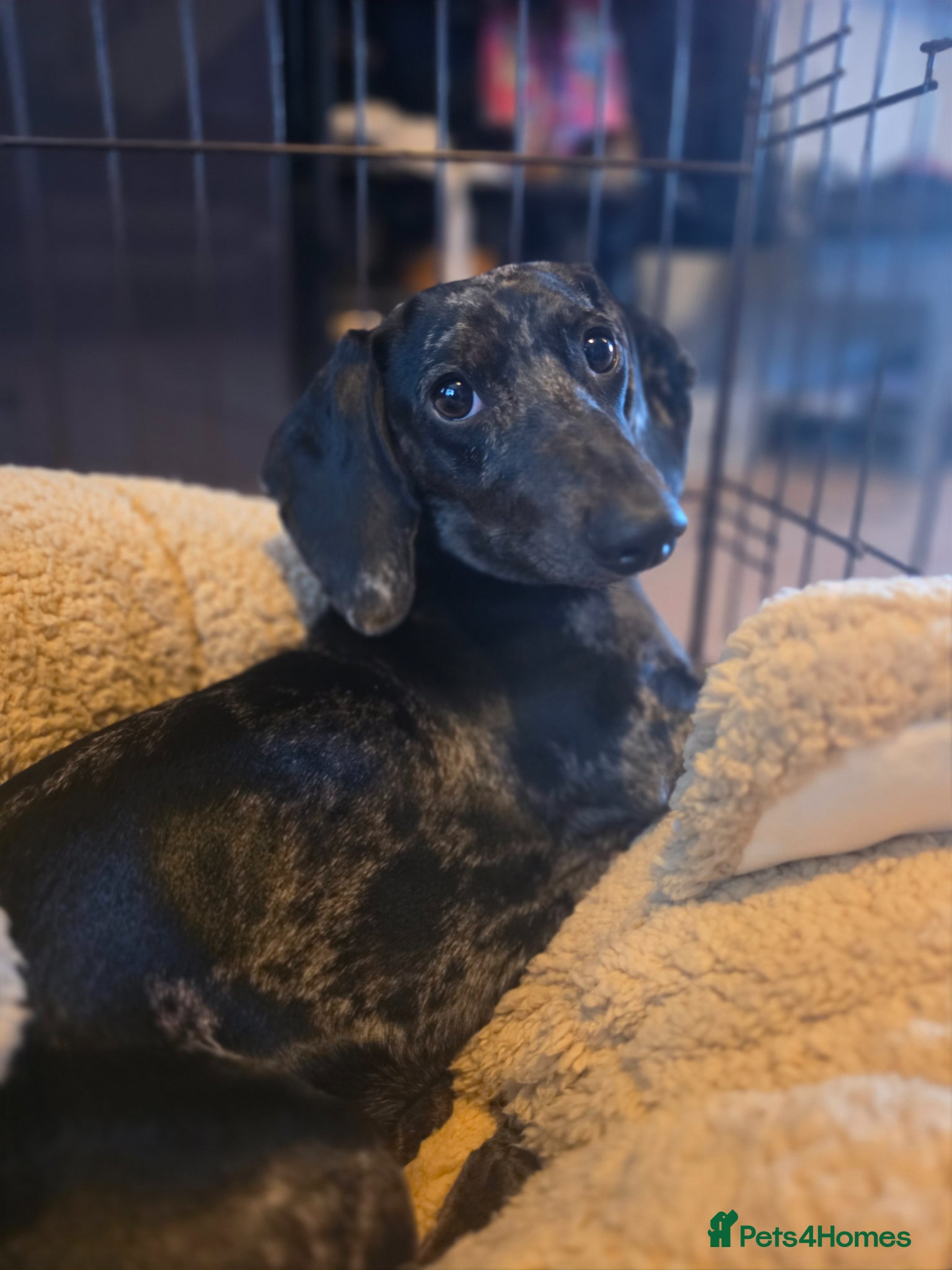 Miniature Dachshund dogs 1-Year Female Dachshund Looking for the Right Home - Advert 4