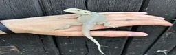 Bearded Dragon reptiles for sale: Various Bearded Dragon Morph Babies - Advert 14