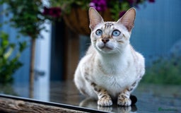Bengal cats for sale: Gorgeous kittens, Wild-Patterned, Stunning Looks - Image 38