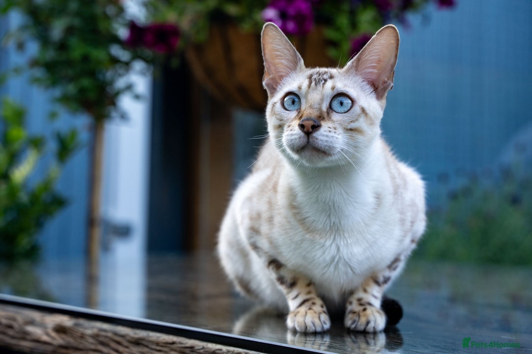 Bengal cats for sale: Gorgeous kittens, Wild-Patterned, Stunning Looks - Image 38