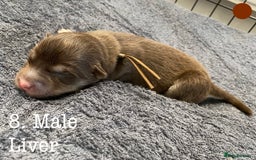 Mixed Breed dogs for sale: Malamute x Alaskan Shepherd Litter - Image 10