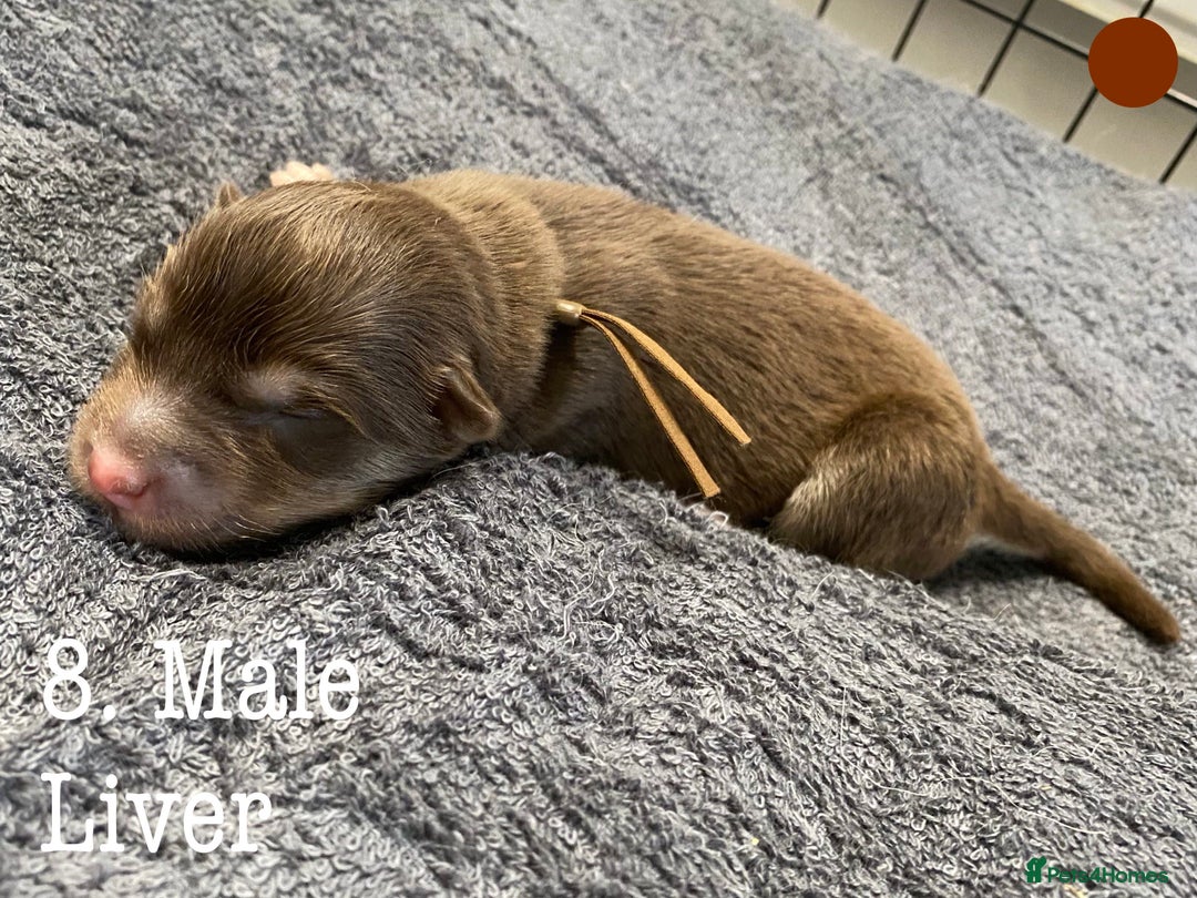 Mixed Breed dogs for sale: Malamute x Alaskan Shepherd Litter - Image 10