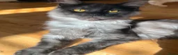 Maine Coon cats for sale: ⭐️⭐️TICA REGISTERED BLACK SMOKE MAINECOON BOY⭐️⭐️ - Advert 6