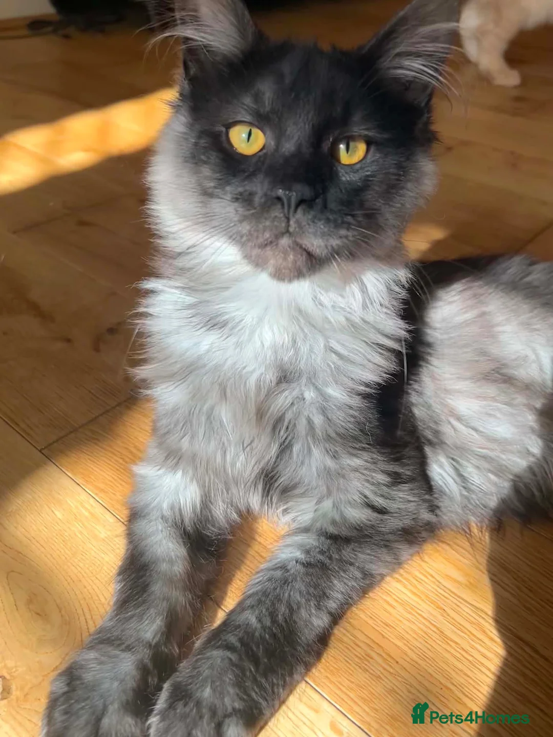Maine Coon cats for sale: ⭐️⭐️TICA REGISTERED BLACK SMOKE MAINECOON BOY⭐️⭐️ - Advert 6
