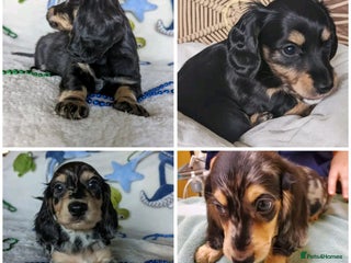 Miniature Dachshund dogs Charming Miniature Dachshund Puppies - Advert 2