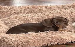 Miniature Dachshund dogs for sale: READY NOW - short haired miniature dachshunds  - Image 24