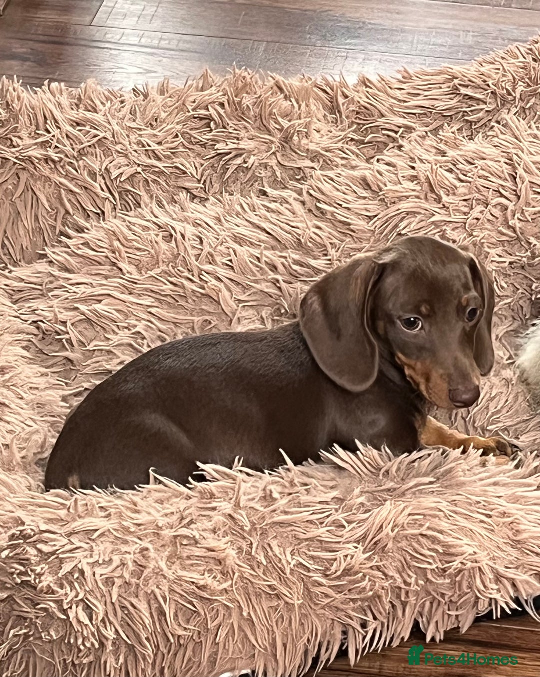 Miniature Dachshund dogs for sale: READY NOW - short haired miniature dachshunds  - Image 24