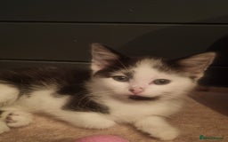 Mixed Breed cats for sale: Beautiful black and white kittens  - Image 4