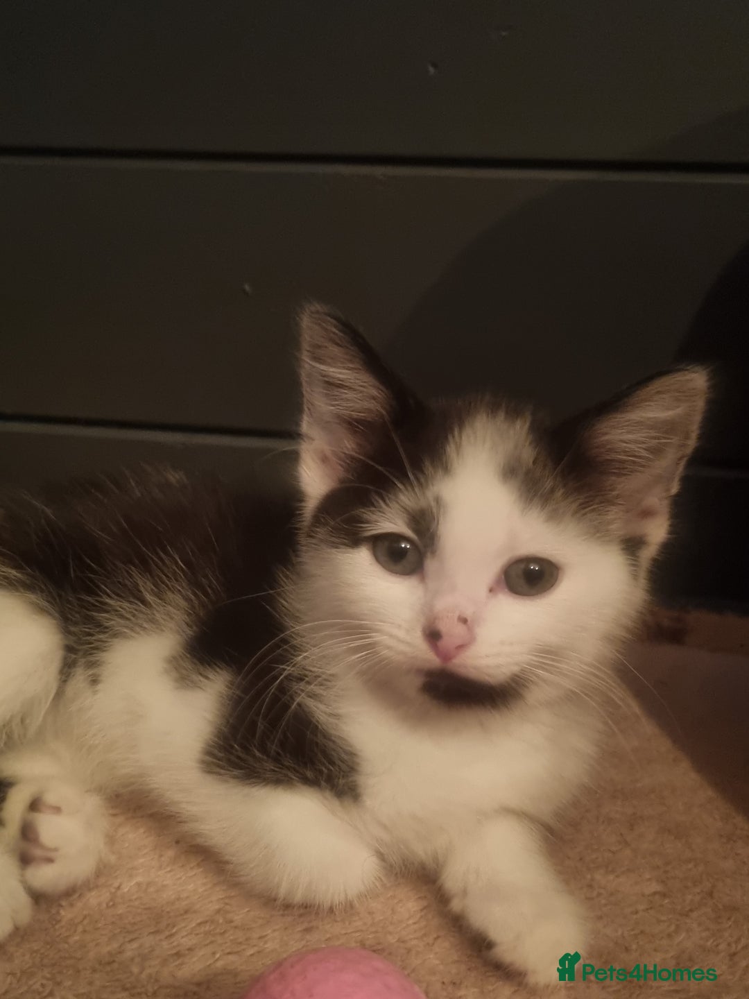 Mixed Breed cats for sale: Beautiful black and white kittens  - Image 4