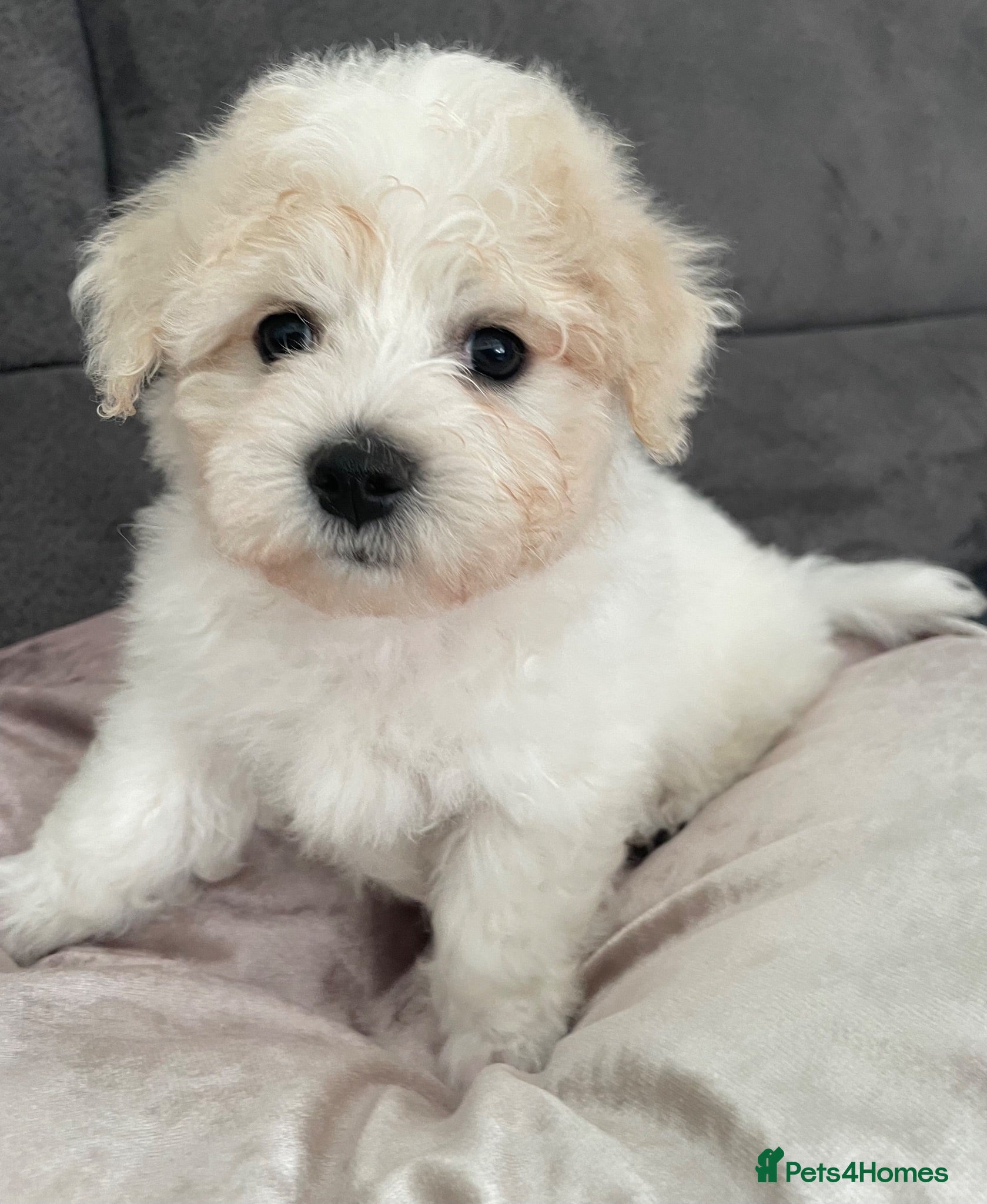 Bichon Frise dogs Bonnie - Advert 2