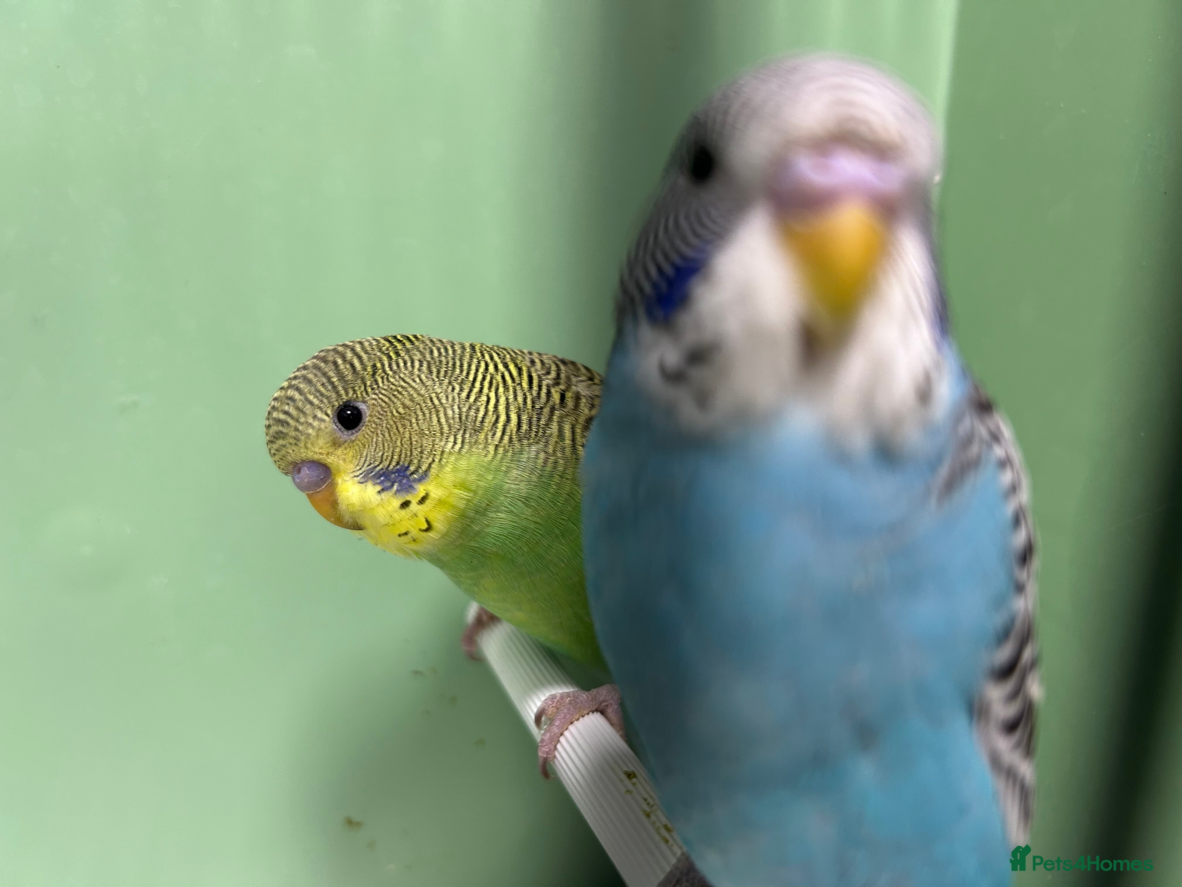 Budgerigars birds Budgies for Sale, all in good health  - Advert 18