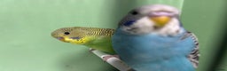 Budgerigars birds for sale: Budgies for Sale, all in good health  - Advert 13
