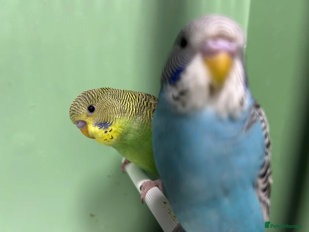 Budgerigars birds for sale: Budgies for Sale, all in good health  - Advert 3