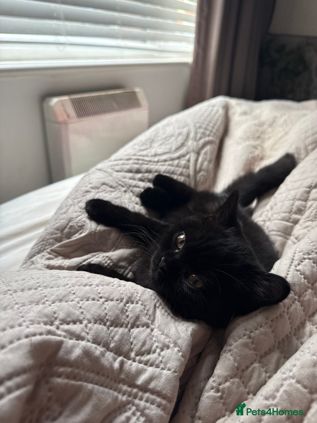 British Shorthair cats for sale: Meet Twilight 🖤 - Image 7