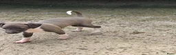 Italian Greyhound dogs for sale: Kc registered Italian greyhound pups  - Advert 8