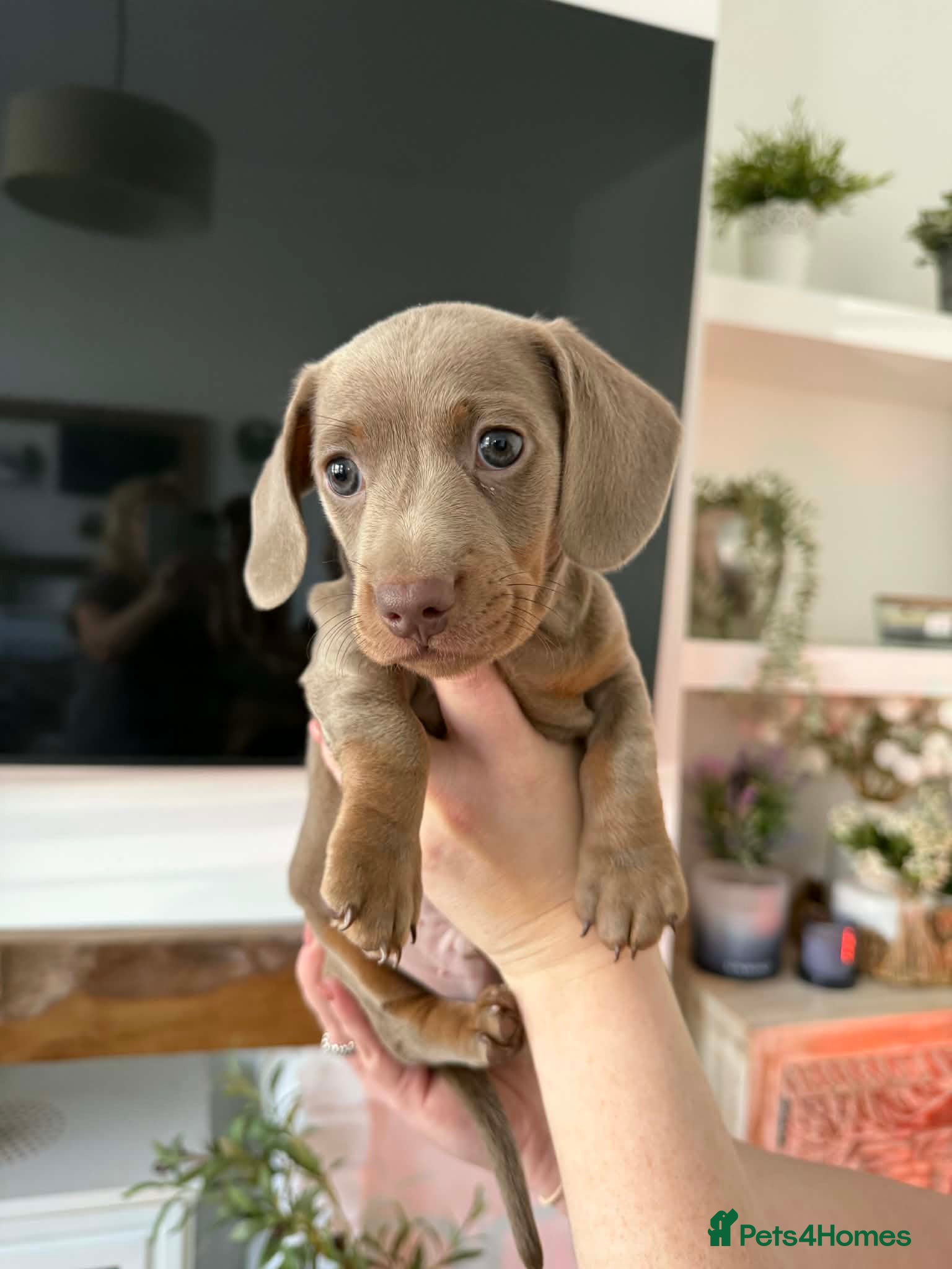 Miniature Dachshund dogs READY NOW- miniature dachshunds  - Advert 1