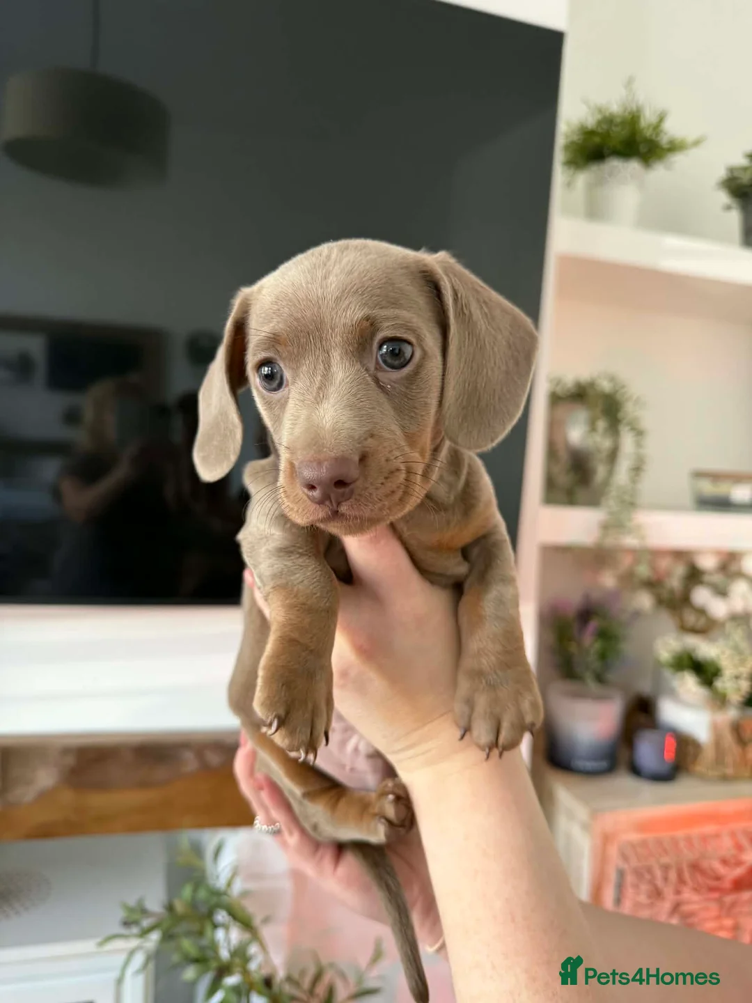 Miniature Dachshund dogs for sale: READY NOW- miniature dachshunds  - Advert 1