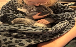 Mini Lop rabbits for sale: Extremely friendly mini lop babies for sale  - Image 2