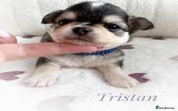 Chihuahua dogs for sale: KC rare husky marking chihuahua puppies Thai lines - Image 29