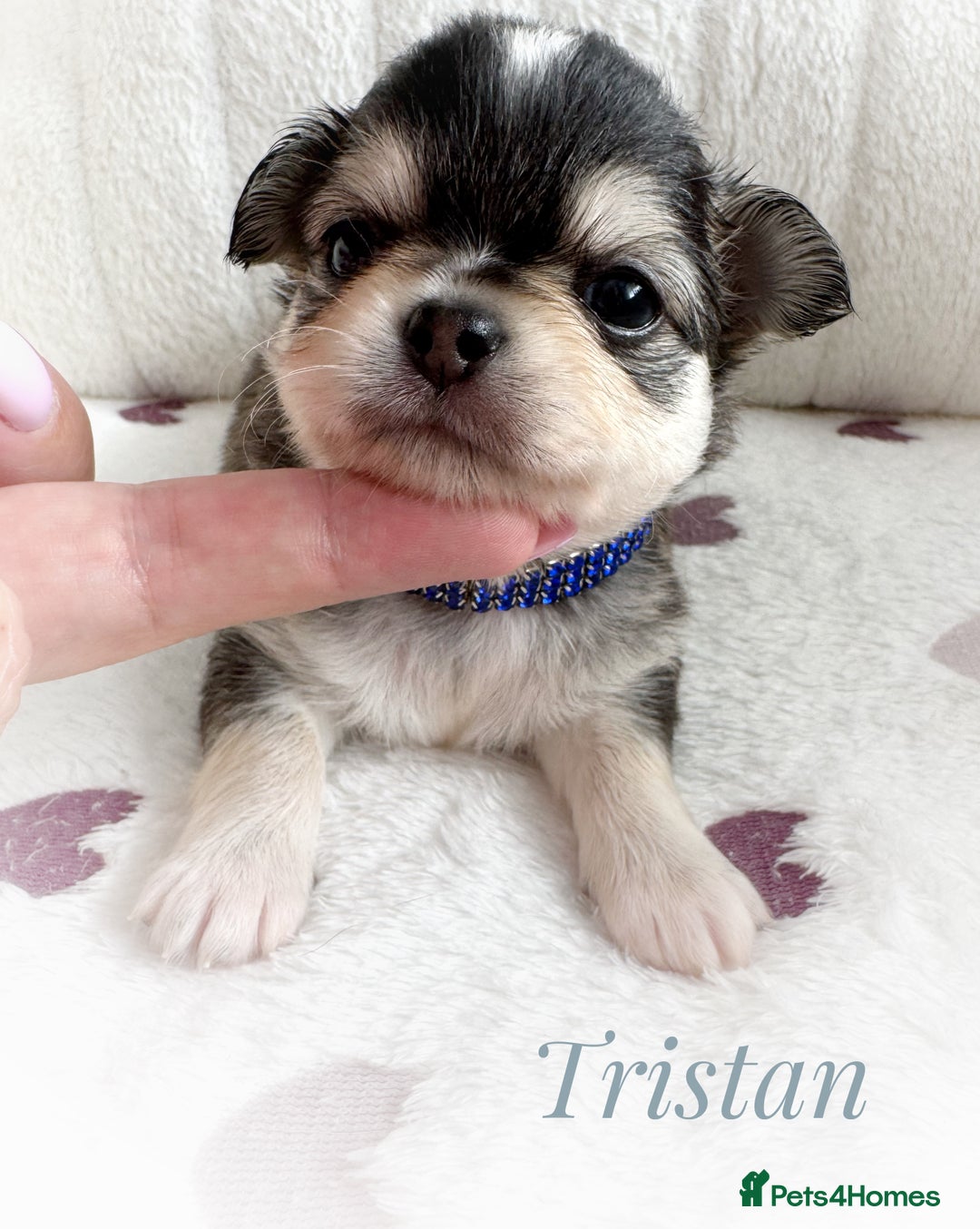 Chihuahua dogs for sale: KC rare husky marking chihuahua puppies Thai lines - Image 29