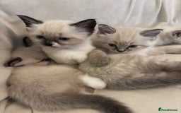 Ragdoll cats for sale: Beautiful Ragdoll kittens - Image 4