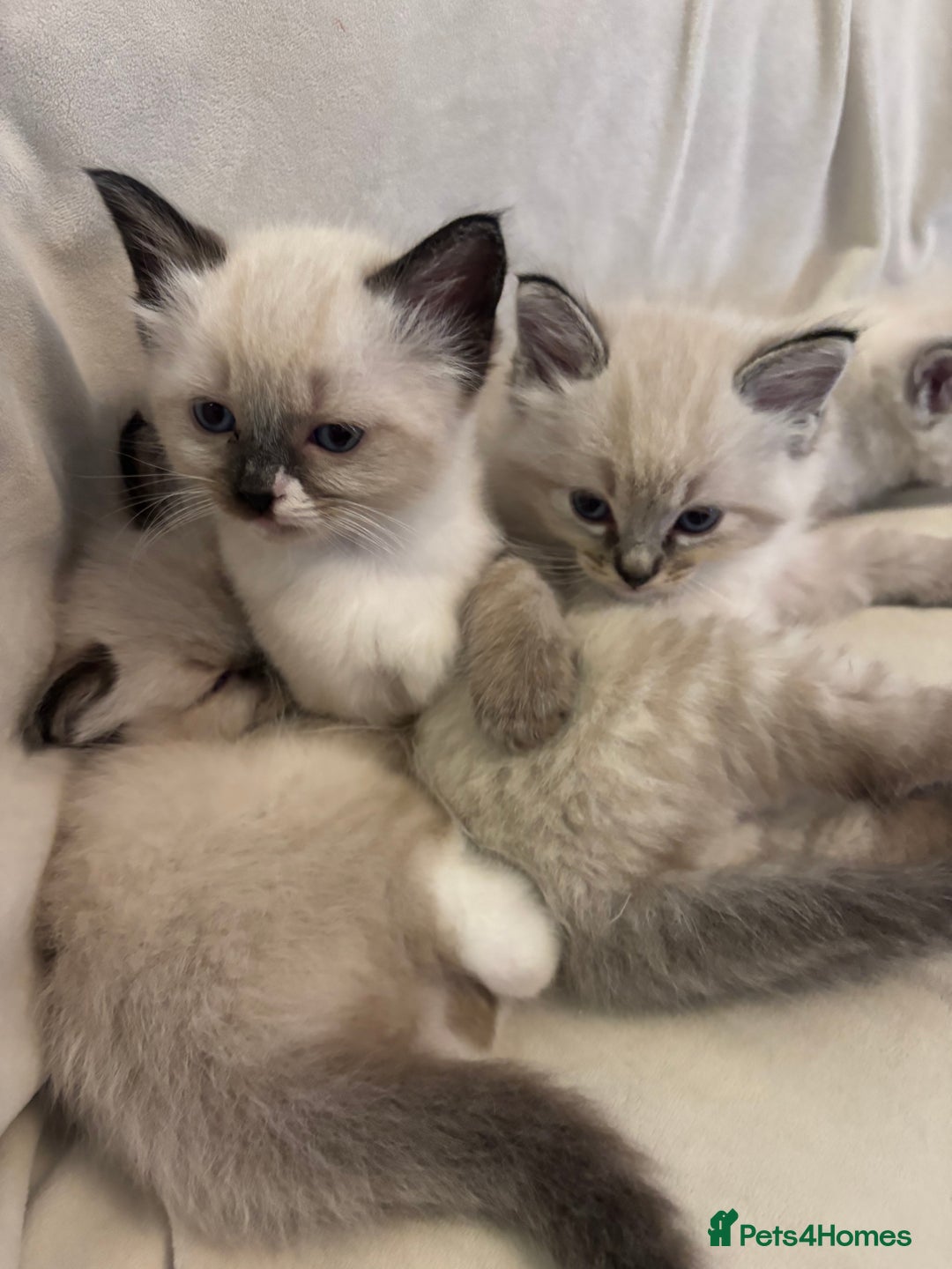 Ragdoll cats for sale: Beautiful Ragdoll kittens - Image 4