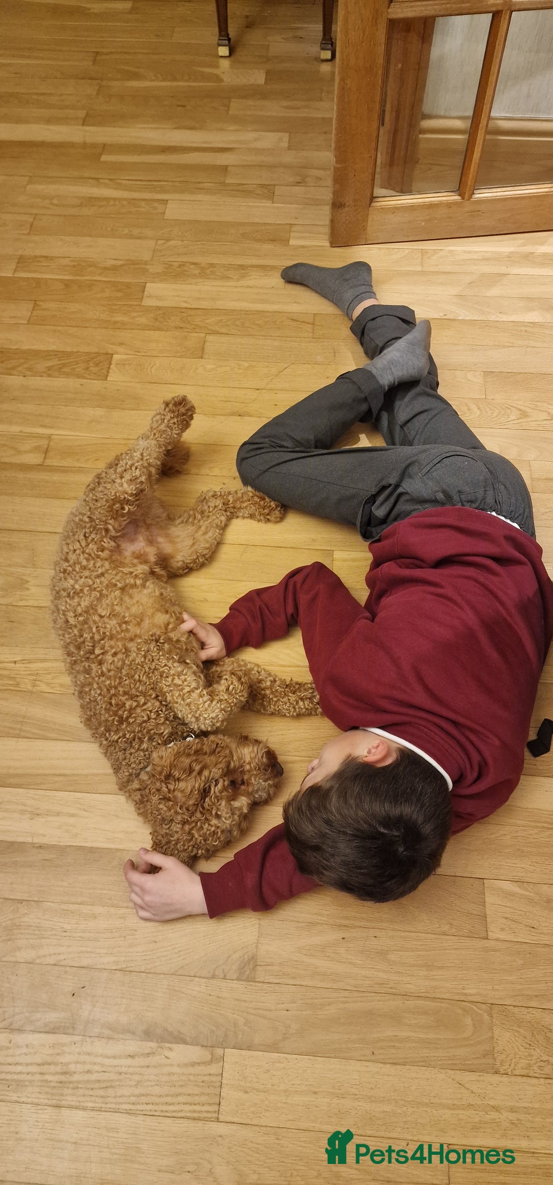 Cockapoo dogs for sale: Apricot coloured cockapoo boy - Advert 6