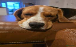 Beagle dogs for sale: Amber - Image 3