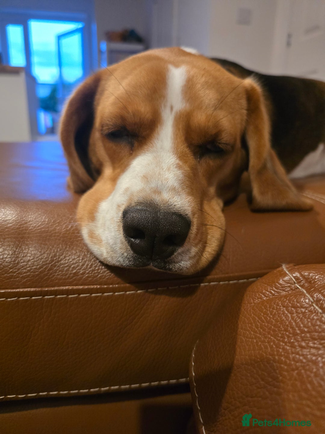 Beagle dogs for sale: Amber - Image 3
