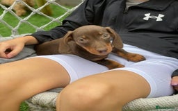 Miniature Dachshund dogs for sale: Kc reg min  Dachshund babies  - Image 10
