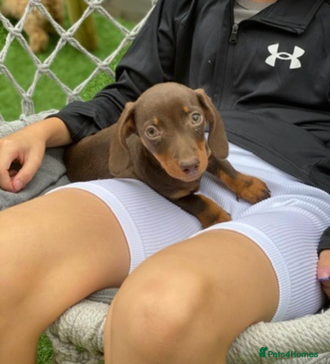 Miniature Dachshund dogs for sale: Kc reg min  Dachshund babies  - Image 10
