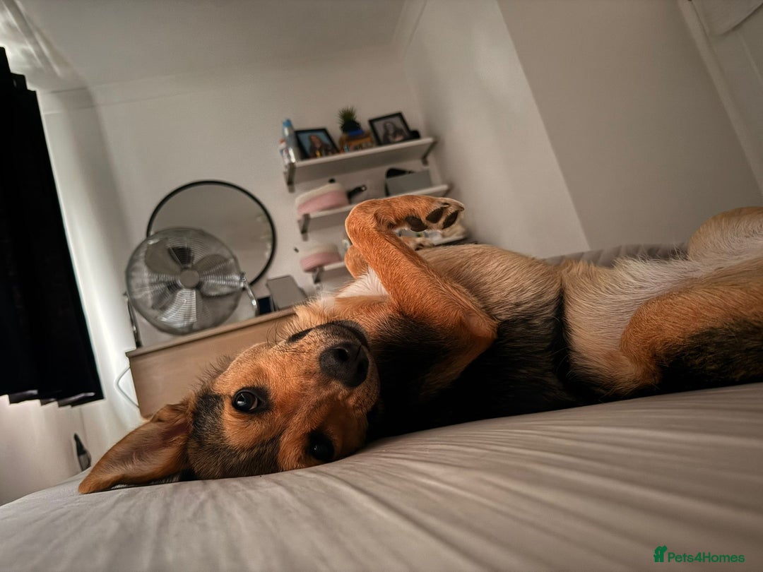 Mixed Breed dogs for adoption: Efa 🐾 - Image 7