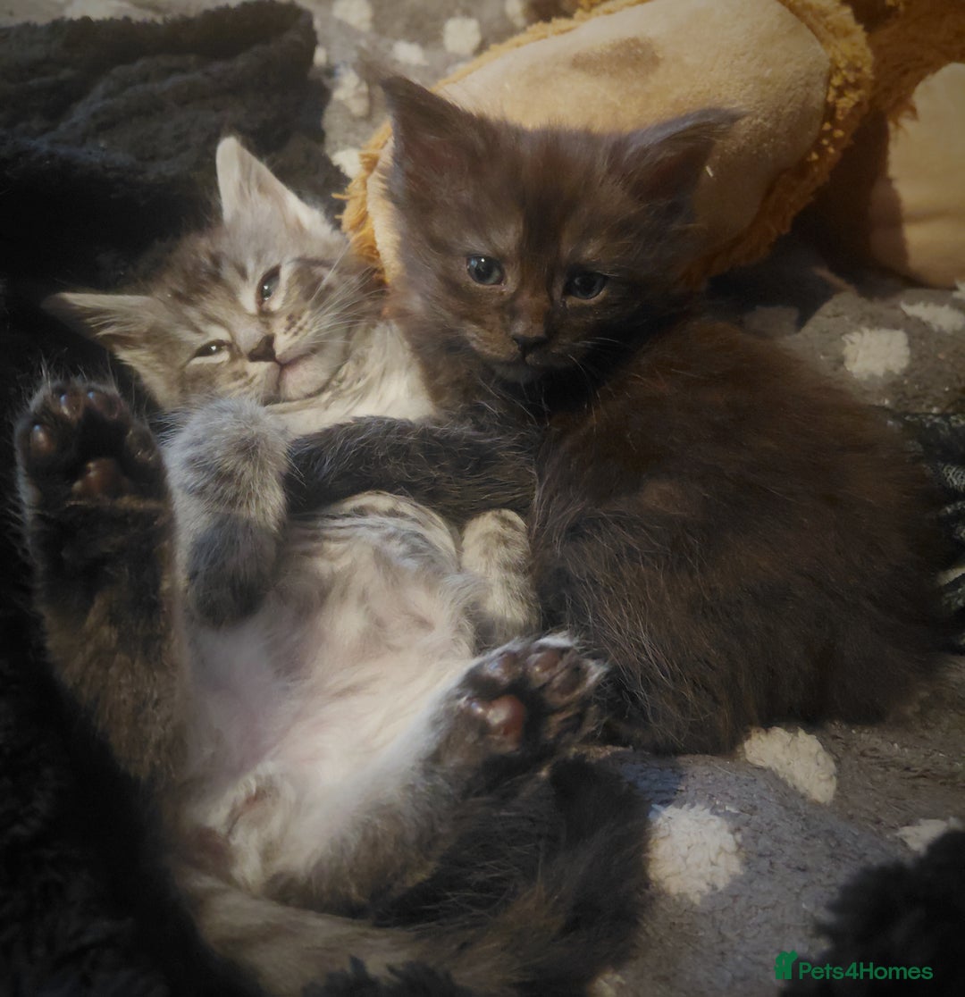 Maine Coon cats for sale: Maine Coon kittens  - Advert 4